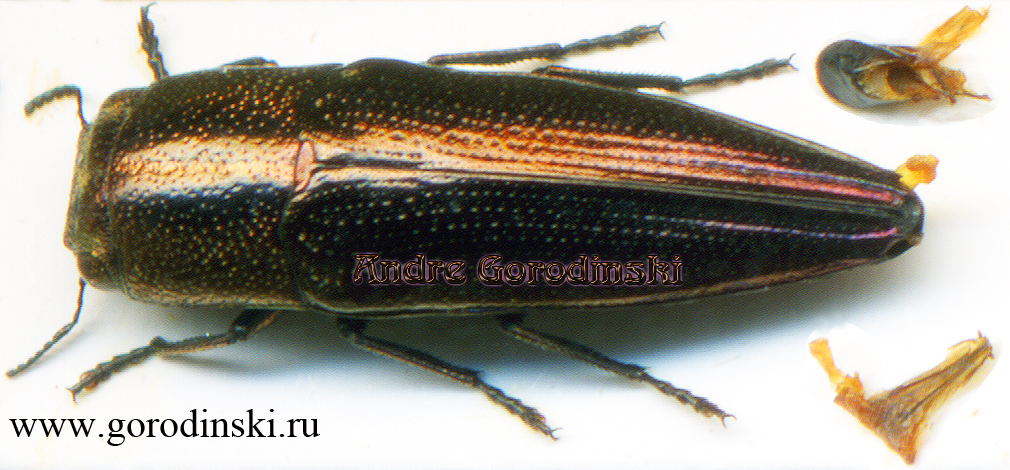 http://www.gorodinski.ru/buprestidae/Sphenoptera perroteti.jpg